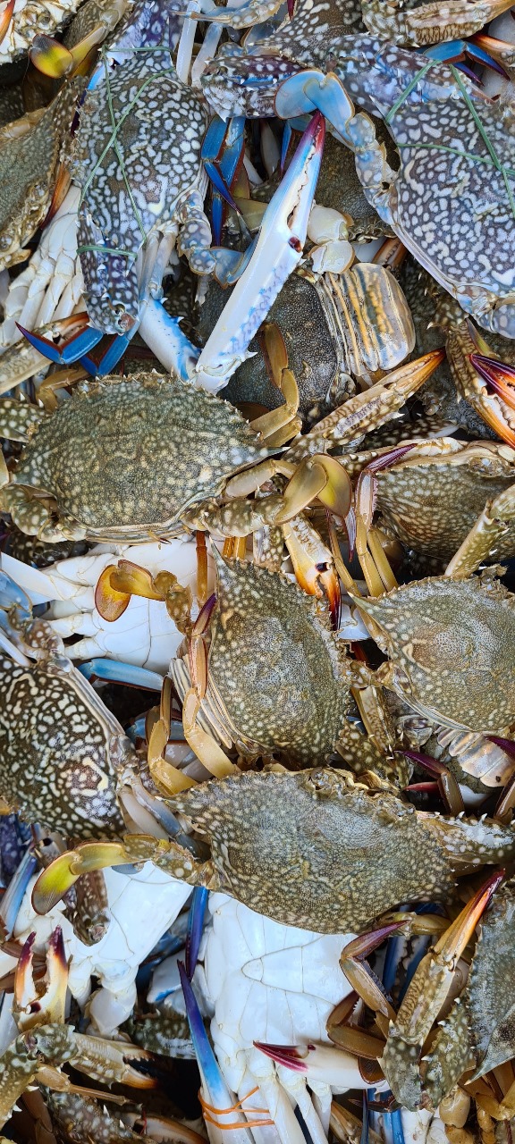Blue Swimming Crab/Rajungan